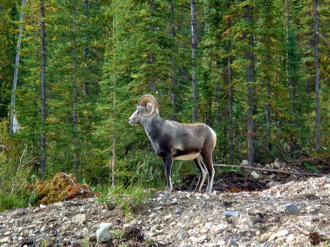 Big Horn Sheep